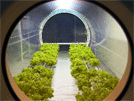 Growing Food at a Moon Base